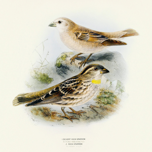 Fotografie k reklamnímu předmětu „NOTIQUE Poznámkový kalendář Ptáčci 2026, 30 x 30 cm“