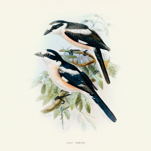 Fotografie k reklamnímu předmětu „NOTIQUE Poznámkový kalendář Ptáčci 2026, 30 x 30 cm“