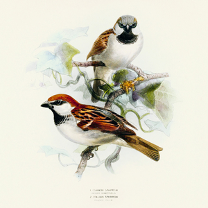 Fotografie k reklamnímu předmětu „NOTIQUE Poznámkový kalendář Ptáčci 2026, 30 x 30 cm“