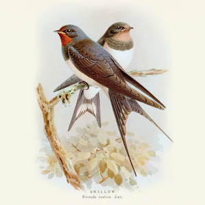 Fotografie k reklamnímu předmětu „NOTIQUE Poznámkový kalendář Ptáčci 2026, 30 x 30 cm“