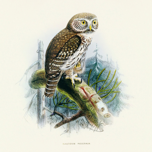 Fotografie k reklamnímu předmětu „NOTIQUE Poznámkový kalendář Ptáčci 2026, 30 x 30 cm“