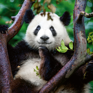 Fotografie k reklamnímu předmětu „NOTIQUE Poznámkový kalendář Pandy 2026, 30 x 30 cm“