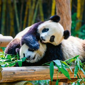 Fotografie k reklamnímu předmětu „NOTIQUE Poznámkový kalendář Pandy 2026, 30 x 30 cm“