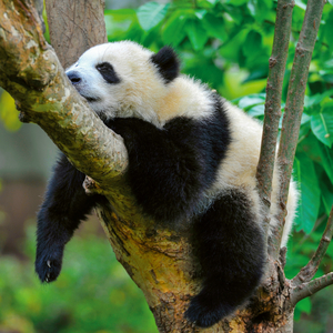 Fotografie k reklamnímu předmětu „NOTIQUE Poznámkový kalendář Pandy 2026, 30 x 30 cm“