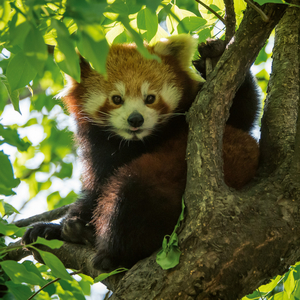 Fotografie k reklamnímu předmětu „NOTIQUE Poznámkový kalendář Pandy 2026, 30 x 30 cm“