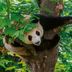 Fotografie k reklamnímu předmětu „NOTIQUE Poznámkový kalendář Pandy 2026, 30 x 30 cm“