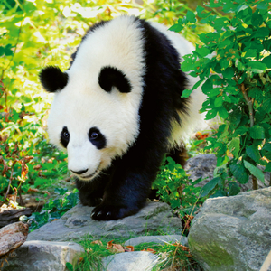 Fotografie k reklamnímu předmětu „NOTIQUE Poznámkový kalendář Pandy 2026, 30 x 30 cm“