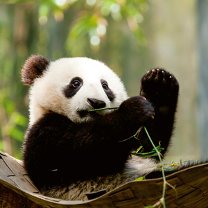 Fotografie k reklamnímu předmětu „NOTIQUE Poznámkový kalendář Pandy 2026, 30 x 30 cm“