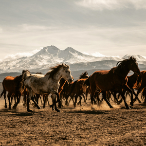 Fotografie k reklamnímu předmětu „NOTIQUE Poznámkový kalendář Divoká zvířata 2026, 30 x 30 cm“