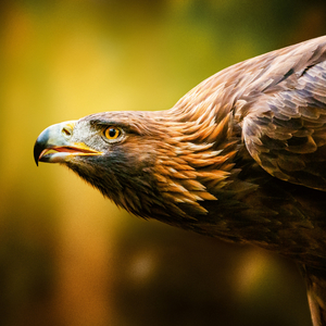 Fotografie k reklamnímu předmětu „NOTIQUE Poznámkový kalendář Divoká zvířata 2026, 30 x 30 cm“