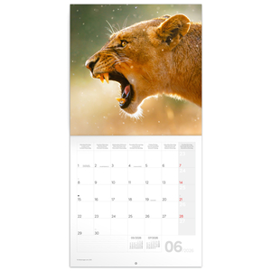 Fotografie k reklamnímu předmětu „NOTIQUE Poznámkový kalendář Divoká zvířata 2026, 30 x 30 cm“