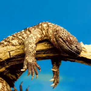 Fotografie k reklamnímu předmětu „NOTIQUE Poznámkový kalendář Ještěři 2026, 30 x 30 cm“