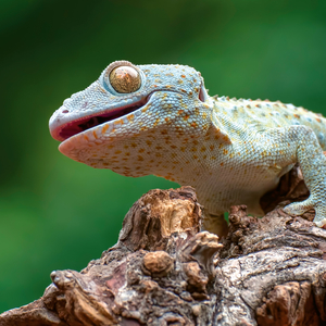 Fotografie k reklamnímu předmětu „NOTIQUE Poznámkový kalendář Ještěři 2026, 30 x 30 cm“