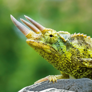 Fotografie k reklamnímu předmětu „NOTIQUE Poznámkový kalendář Ještěři 2026, 30 x 30 cm“