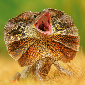 Fotografie k reklamnímu předmětu „NOTIQUE Poznámkový kalendář Ještěři 2026, 30 x 30 cm“