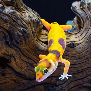 Fotografie k reklamnímu předmětu „NOTIQUE Poznámkový kalendář Ještěři 2026, 30 x 30 cm“