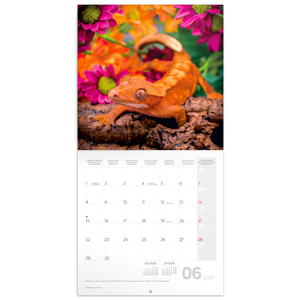 Fotografie k reklamnímu předmětu „NOTIQUE Poznámkový kalendář Ještěři 2026, 30 x 30 cm“
