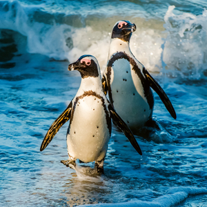 Fotografie k reklamnímu předmětu „NOTIQUE Poznámkový kalendář Ohrožené druhy 2026, 30 x 30 cm“