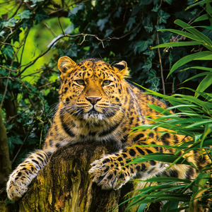 Fotografie k reklamnímu předmětu „NOTIQUE Poznámkový kalendář Ohrožené druhy 2026, 30 x 30 cm“