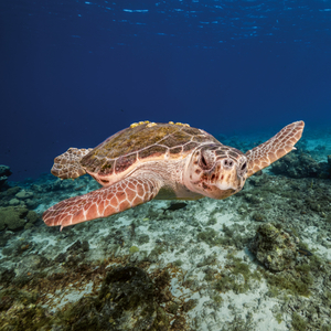 Fotografie k reklamnímu předmětu „NOTIQUE Poznámkový kalendář Ohrožené druhy 2026, 30 x 30 cm“