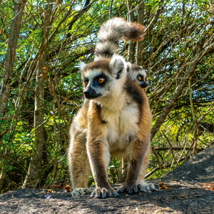 Fotografie k reklamnímu předmětu „NOTIQUE Poznámkový kalendář Ohrožené druhy 2026, 30 x 30 cm“