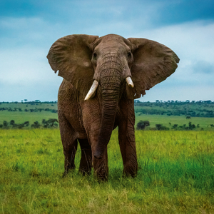 Fotografie k reklamnímu předmětu „NOTIQUE Poznámkový kalendář Ohrožené druhy 2026, 30 x 30 cm“