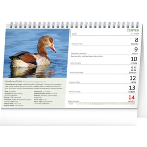 Fotografie k reklamnímu předmětu „NOTIQUE Stolní kalendář České ptactvo 2026, 23,1 x 14,5 cm“